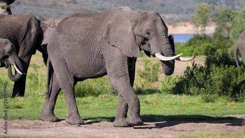 Large African elephant walking and eating with family of elephants on the plains of Africa. 