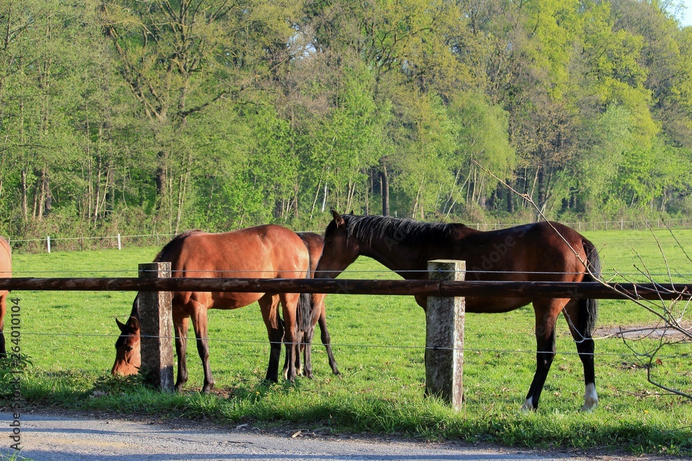 Obraz premium Pferde grasen auf der Koppel