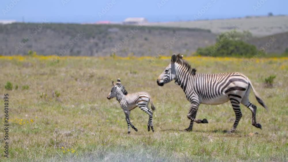 Baby and Mother Zebra Running on the African Plains