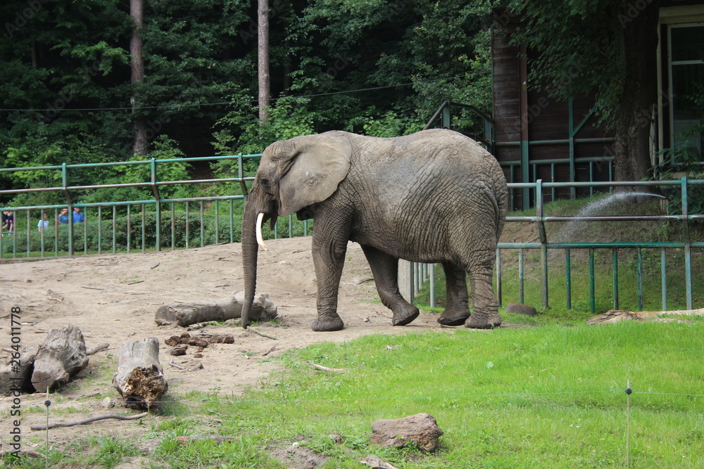 Fototapeta premium Słoń