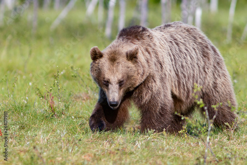 Big brown bear in summer forest