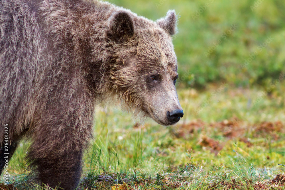 Closeup of the face of a brown bear Closeup of the face of a brown bear