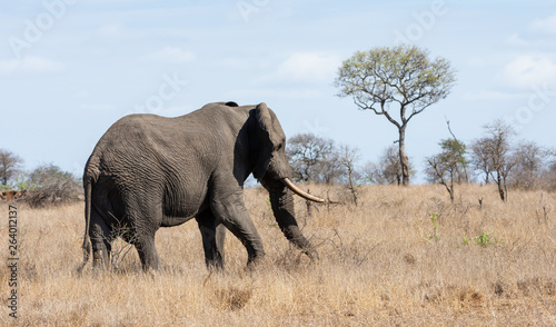 African Elephant Bull © Cathy Withers-Clarke