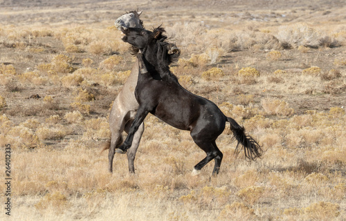 Pair of Wild Horse Stallions Fighting