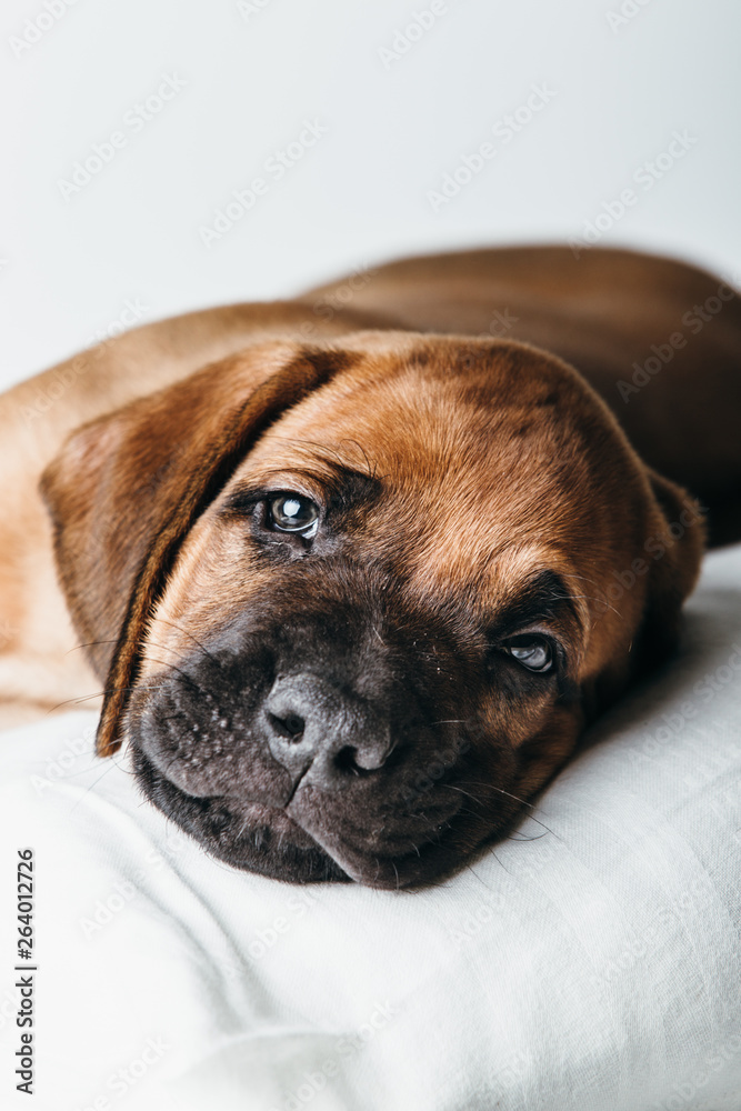 Obraz premium Rhodesian Ridgeback