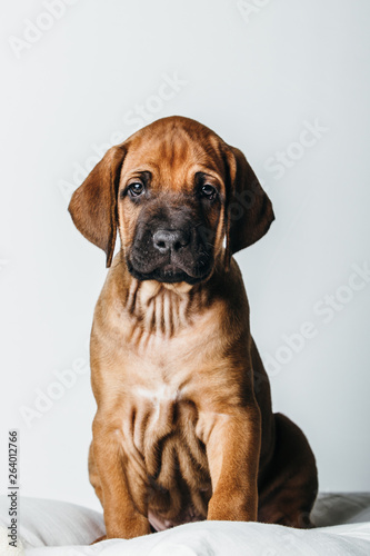 Rhodesian Ridgeback