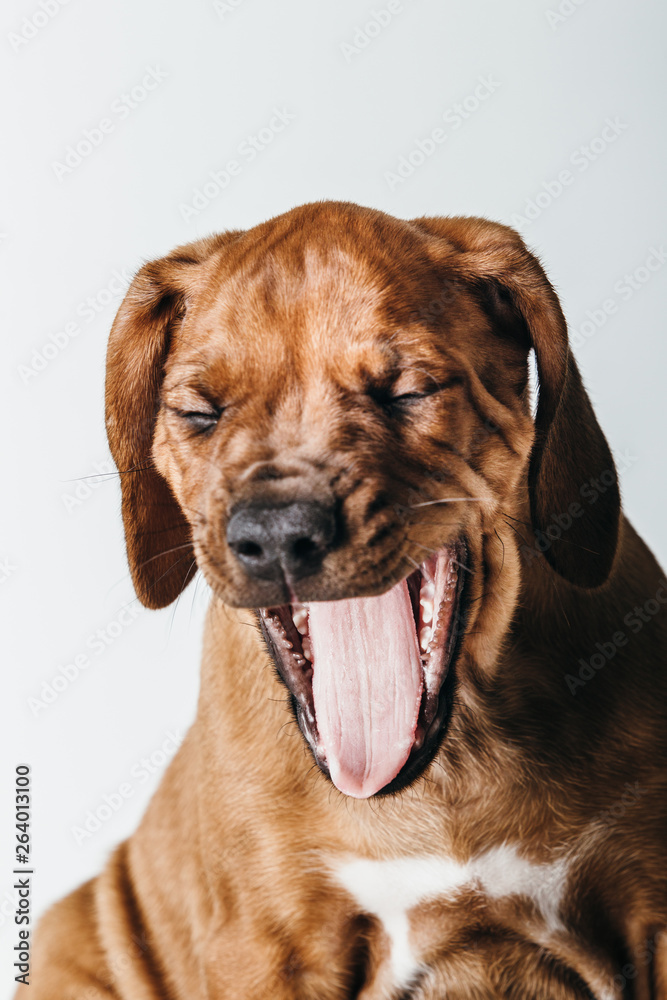 kleiner süßer Rhodesian Ridgeback Rassehund Hund gähnt und ist müde lacht sich schlapp