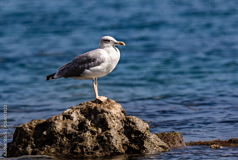 lonely seagull on the rock lonely seagull on the rock