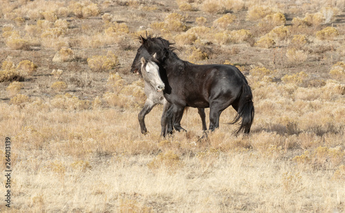 Pair of Wild Horse Stallions Fighting © natureguy