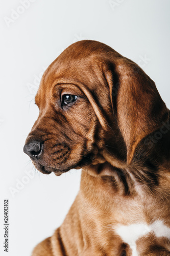 kleiner Hund Rhodesian Ridgeback Welpe klein niedlich Kopf Portrait  reinrassiger Rassehund legt seinen Kopf niedlich in Falten  rotbraune Sch  nheit  Hund im Fotostudio vor wei    Copy Space