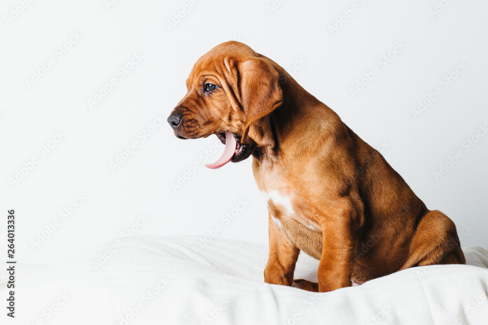 Rhodesian Ridgeback Welpe im Fotostudio freigestellt vor weißem Hintergrund, niedlicher kleiner Hund gähnt müde, Rhodesian Ridgeback Welpe im Fotostudio freigestellt vor weißem Hintergrund, niedlicher kleiner Hund gähnt müde,