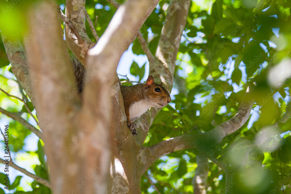 Squirrel in a Tree Squirrel in a Tree