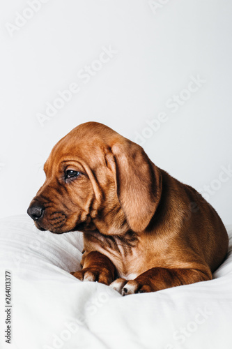 Rhodesian Ridgeback