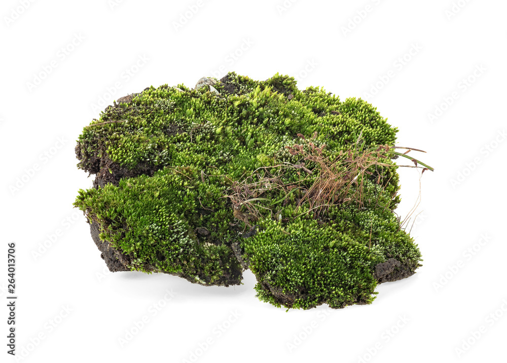 Green moss isolated on white background Green moss isolated on white background