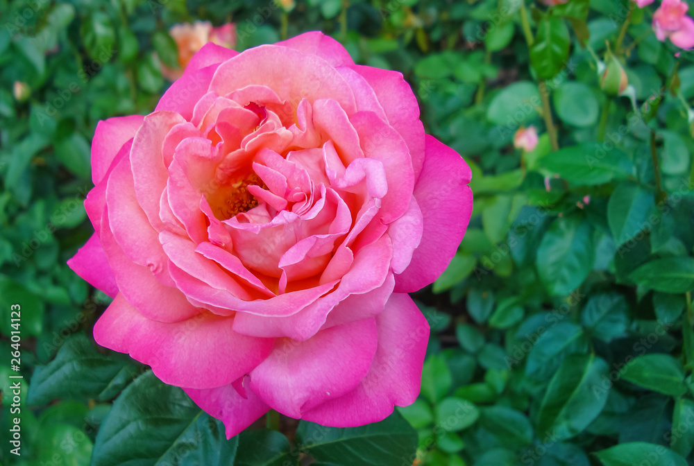 Pink blooming rose grows in the city garden. Pink blooming rose grows in the city garden.
