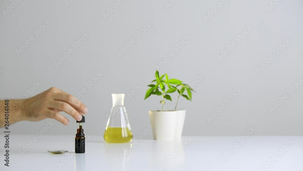 White table with Marijuana plant in pottery. Hand dropping CBD oil from pipette to the watch glass White table with Marijuana plant in pottery. Hand dropping CBD oil from pipette to the watch glass