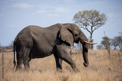 African Elephant Bull