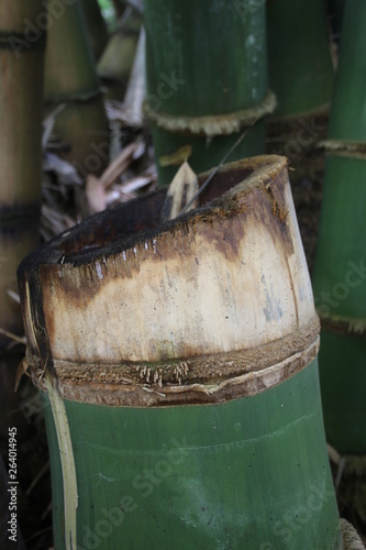 Przecięte drzewo bambusowe