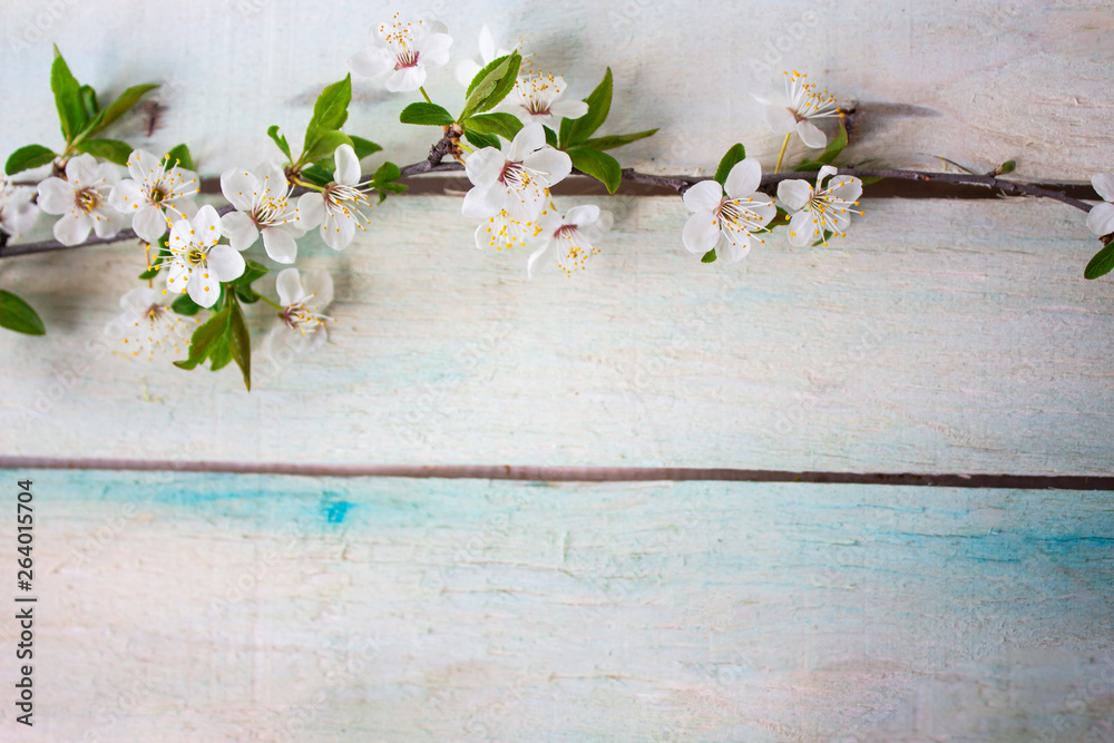 Fototapeta premium Spring flower landscape. Spring blooming spring flowers on wooden background. Blue flowers in spring. copy space
