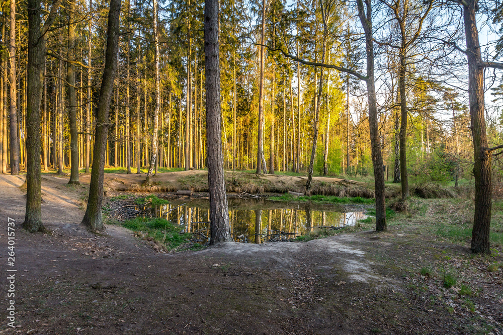 Fototapeta premium Kunratice forest - beautiful green park with pond and path during sunset in Prague (secret gem, popular travel destination in Czech Republic, Europe)