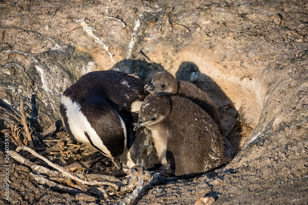 Fototapeta premium African Penguins