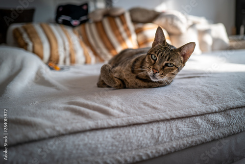 Photography A cute Savannah cat on a couch