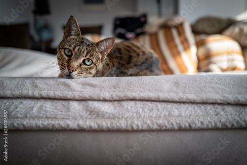 Photography A cute Savannah cat on a couch