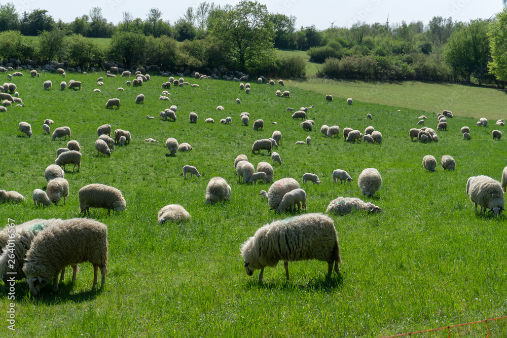 Obraz premium Sheep farm