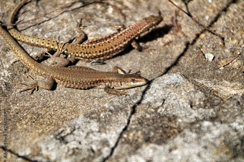 Sun lizards on a stone wall