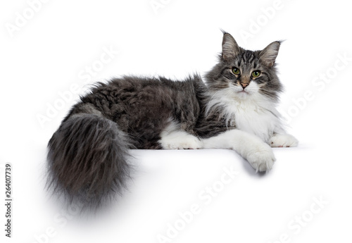 Handsome black tabby with white Norwegian Forestcat, laying down side ways. Looking at camera with green eyes. Isolated on white background. Paw and tail down from edge.