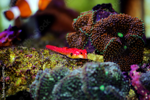 Moyeri Ruby Red Dragonet - (Synchiropus sycorax) photo