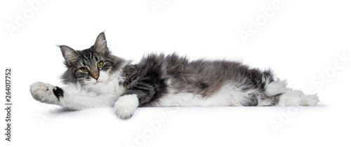 Handsome black tabby with white Norwegian Forestcat, laying down side ways. Looking at camera with green eyes. Isolated on white background. Totally relaxed / horizontale photo