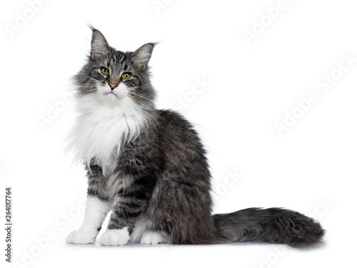 Handsome black tabby with white Norwegian Forestcat, sitting up side ways. Looking at camera with green eyes. Isolated on white background. Tail behind body.