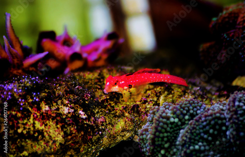 Moyeri Ruby Red Dragonet - (Synchiropus sycorax) photo