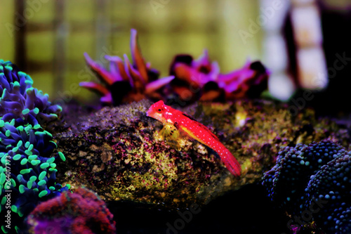 Moyeri Ruby Red Dragonet - (Synchiropus sycorax) photo