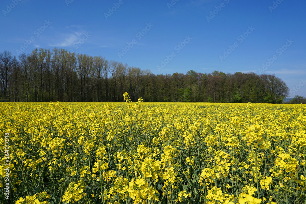 Obraz premium Rape field at spring time