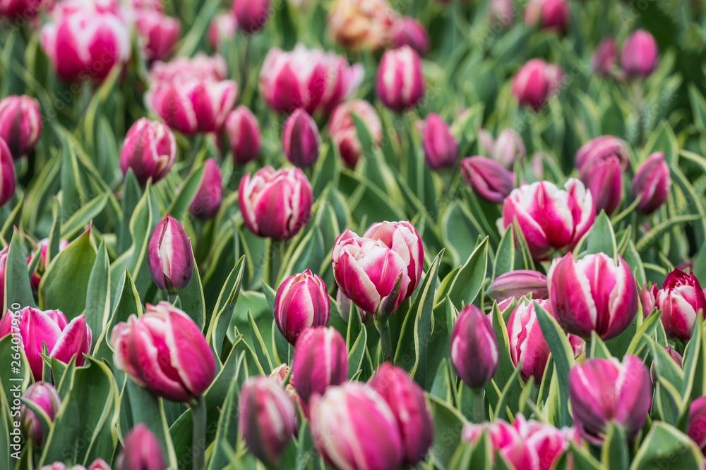 Fototapeta premium Beautiful bright colorful multicolored purple, pink white tulips on a large flower-bed in the city garden, close up