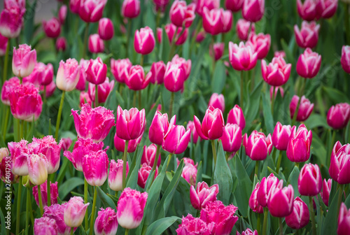 Beautiful bright colorful multicolored purple, pink white tulips on a large flower-bed in the city garden, close up