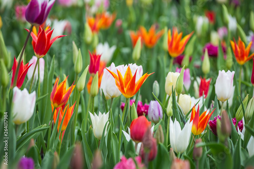 Beautiful bright colorful multicolored yellow  white  red  purple  pink tulips on a large flower-bed in the city garden  close up