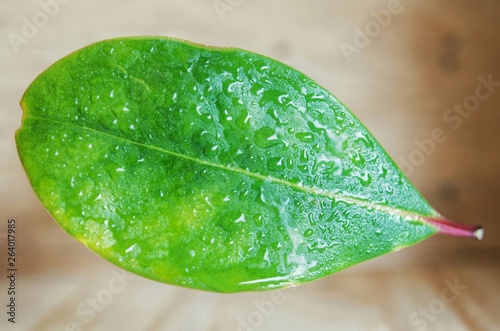 drops on the leaf