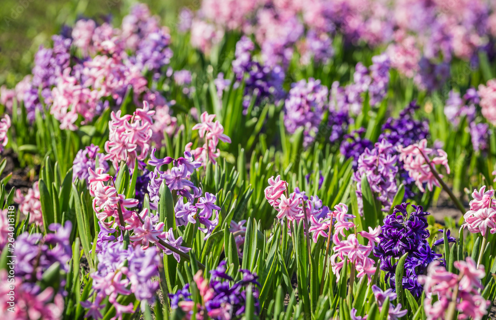 Large flower bed with multi-colored hyacinths, traditional easter flowers, flower background, easter background Large flower bed with multi-colored hyacinths, traditional easter flowers, flower background, easter background