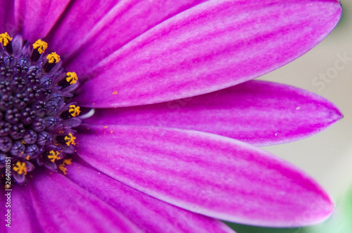pink flower