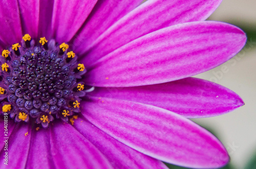 closeup of pink flower