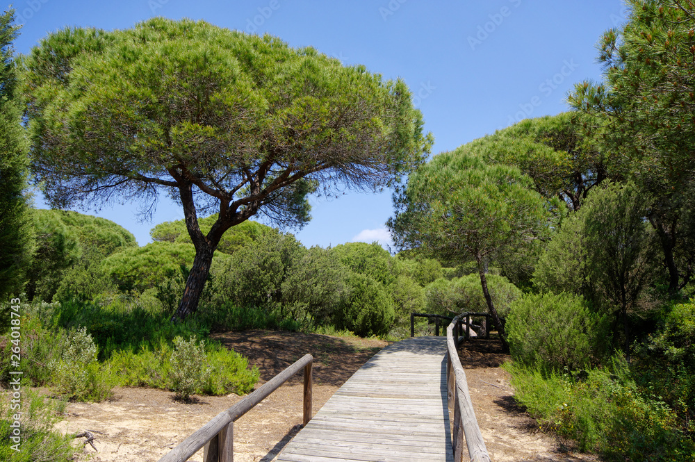 A wooden boardwalk across the dunes leading to El Portil beach, Province Huelva, Andalusia, Spain A wooden boardwalk across the dunes leading to El Portil beach, Province Huelva, Andalusia, Spain