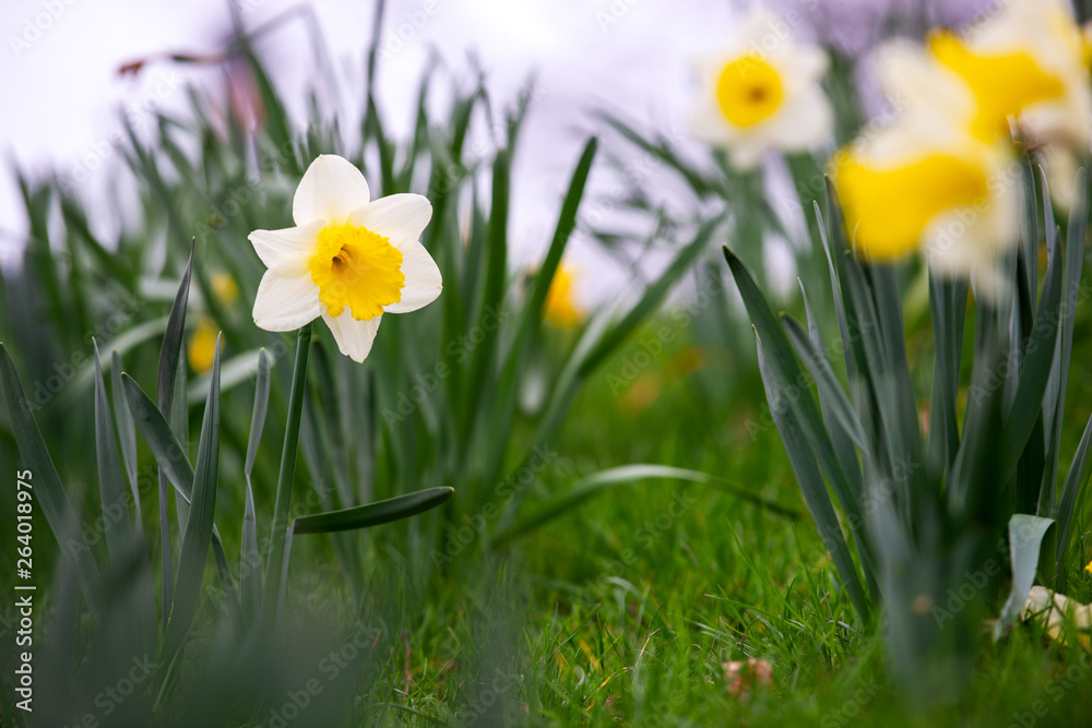 Daffodils in the grass