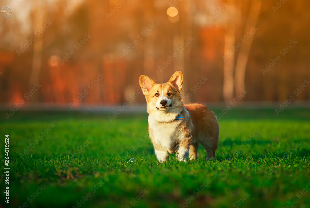 portrait of funny red dog puppy Corgi walking on green young grass on spring Sunny meadow and catching shiny soap bubbles portrait of funny red dog puppy Corgi walking on green young grass on spring Sunny meadow and catching shiny soap bubbles