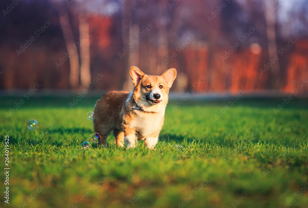 portrait of funny red dog puppy Corgi walking on green young grass on spring Sunny meadow and catching shiny soap bubbles portrait of funny red dog puppy Corgi walking on green young grass on spring Sunny meadow and catching shiny soap bubbles