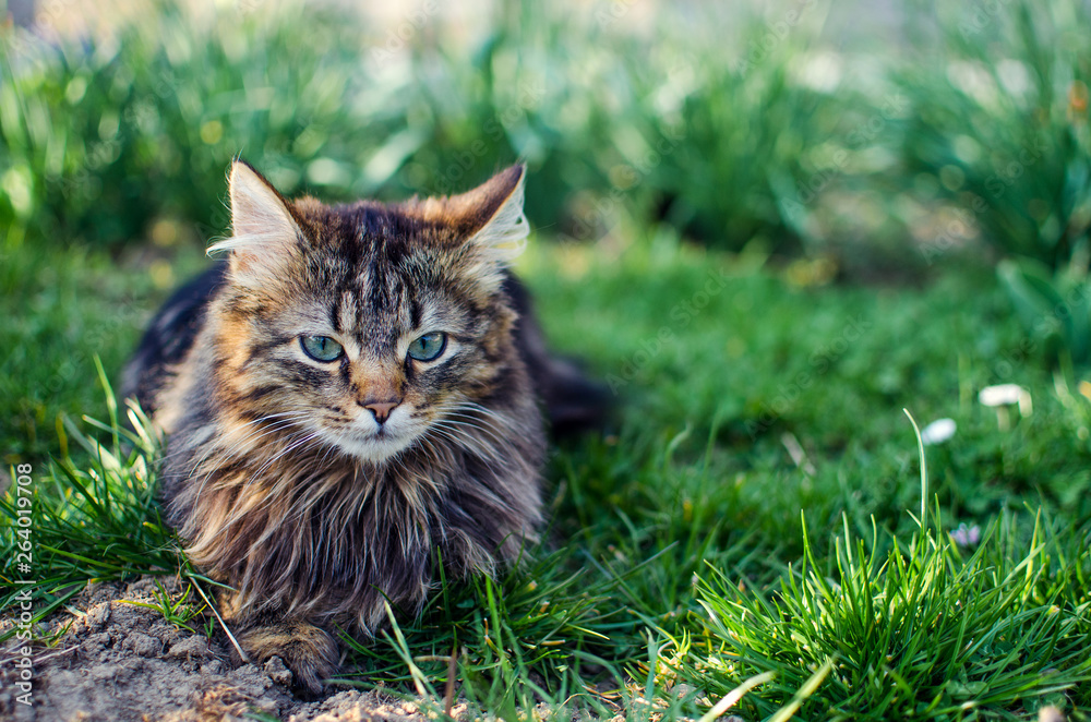 The cat walks in the fresh air