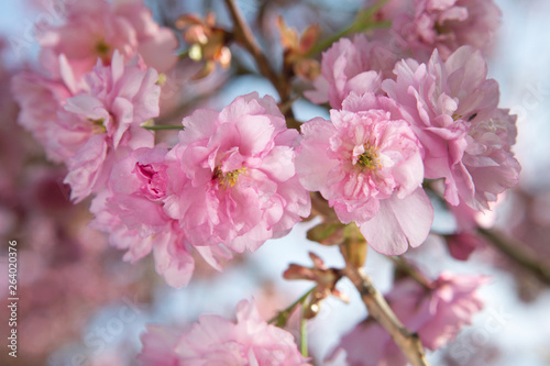 close-up of branch of pink cherry blossoms