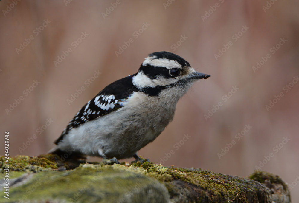 Obraz premium Downy Woodpecker 